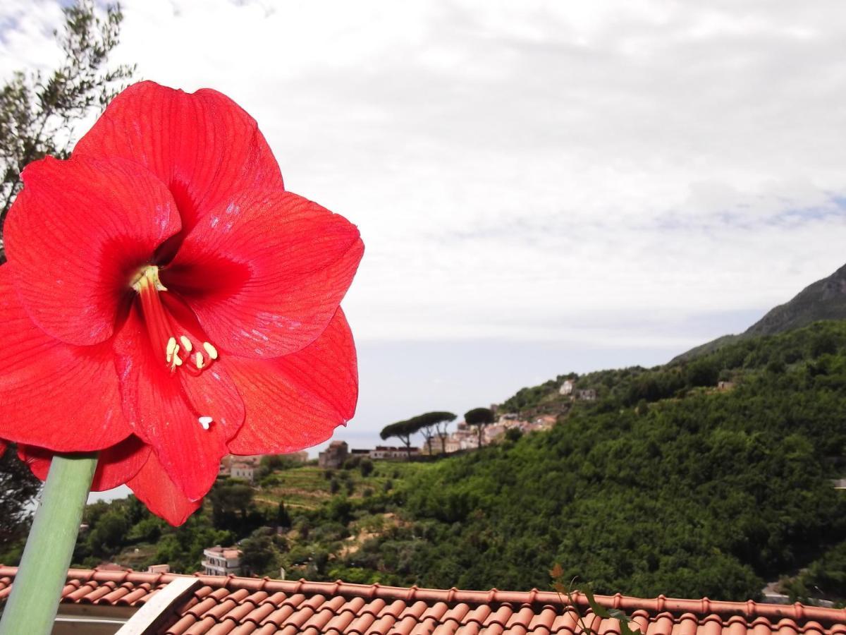 Le Mimose Βίλα Vietri Εξωτερικό φωτογραφία