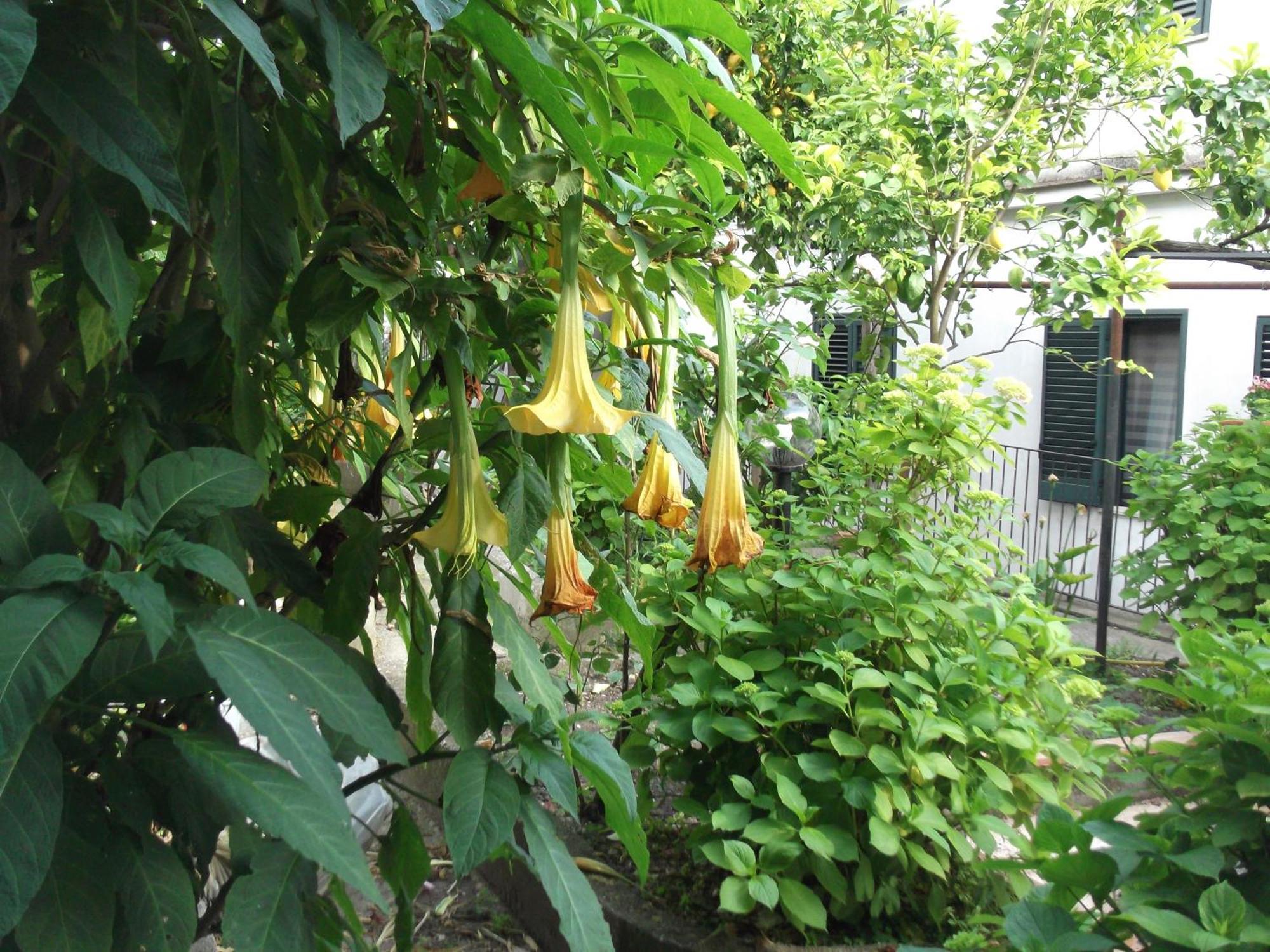 Le Mimose Βίλα Vietri Εξωτερικό φωτογραφία
