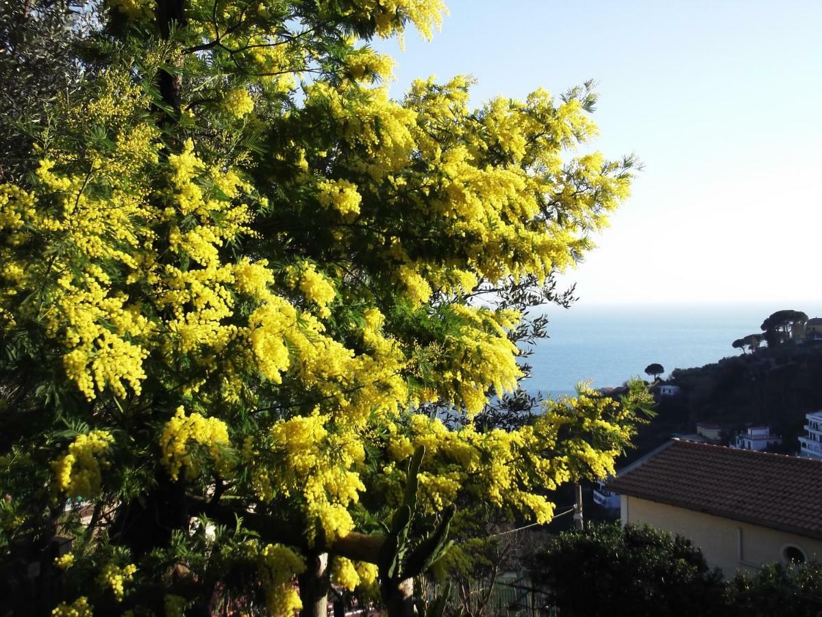 Le Mimose Βίλα Vietri Εξωτερικό φωτογραφία